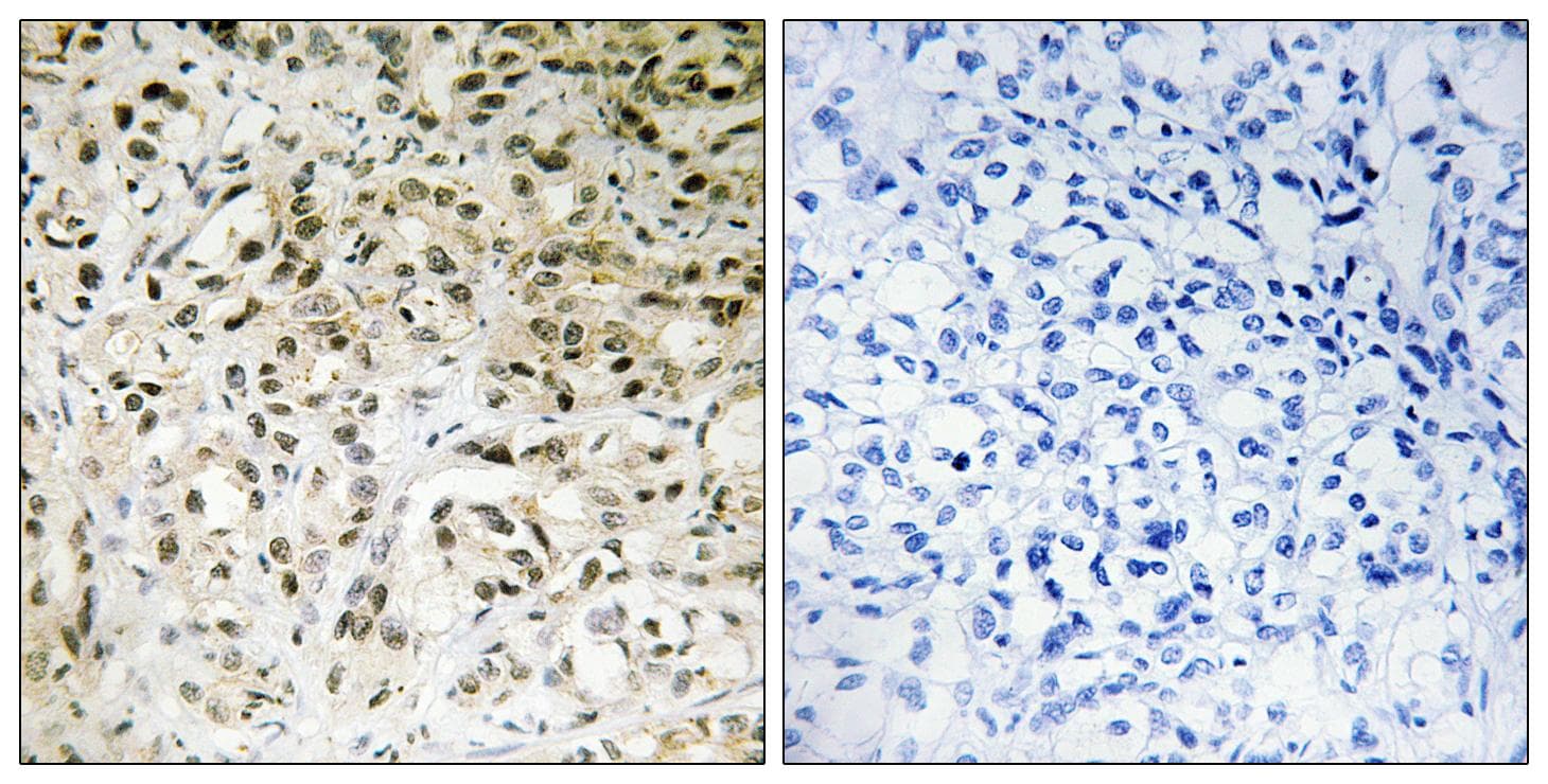 TAF5 Antibody
