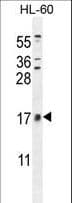 Polyclonal Rabbit anti-Human CNIH2 Antibody (aa31-59, IHC, IF, WB)