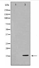 Histone H3 Antibody