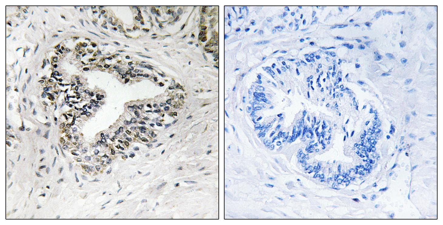 Polyclonal Rabbit anti-Human RPL30 / Ribosomal Protein L30 Antibody (IHC, WB)