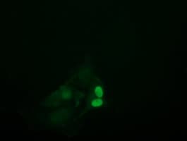 UBE2S / E2 EPF Antibody (clone OTI4E4)
