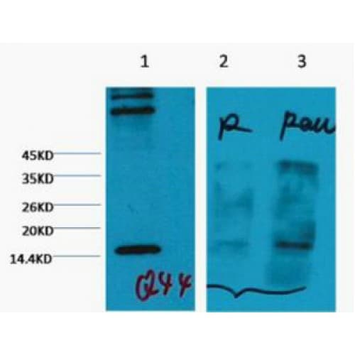 Monoclonal Mouse anti-Human Histone H3 Antibody (clone 2E11, WB)