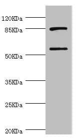 HBZ Antibody