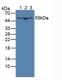 HMGCS1 / HMG-CoA Synthase 1 Antibody (aa1-238, APC)