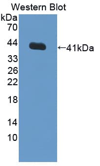 PTAR2 / FNTA Antibody (aa51-366, PE)