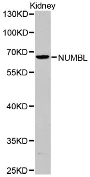 NUMBLIKE / NUMBL Antibody