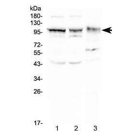 ALCAM / CD166 Antibody