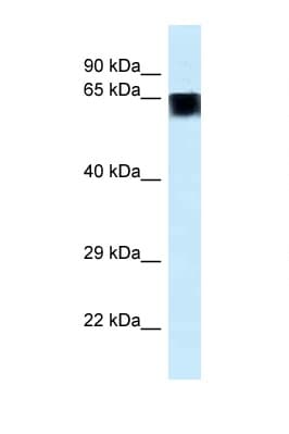 FAM161A Antibody (aa511-560)