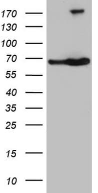 TAF1B Antibody (aa1-208, clone OTI2C4)