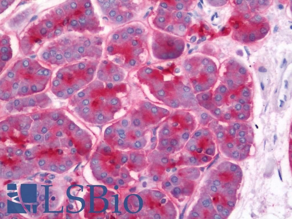 PathPlus™ GP2 Antibody (aa55-84)