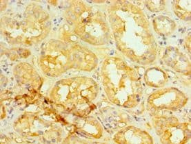 GORASP1 / GRASP65 Antibody (aa221-440)