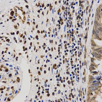 Polyclonal Rabbit anti-Human Histone H4 Antibody (Asym-Di-Methyl-Arg3, IHC, IF, WB)