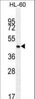 Polyclonal Rabbit anti-Human OR2F2 Antibody (aa287-314, WB)