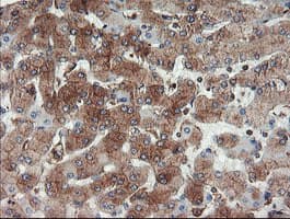 USP9X / FAM Antibody (clone OTI2G7)