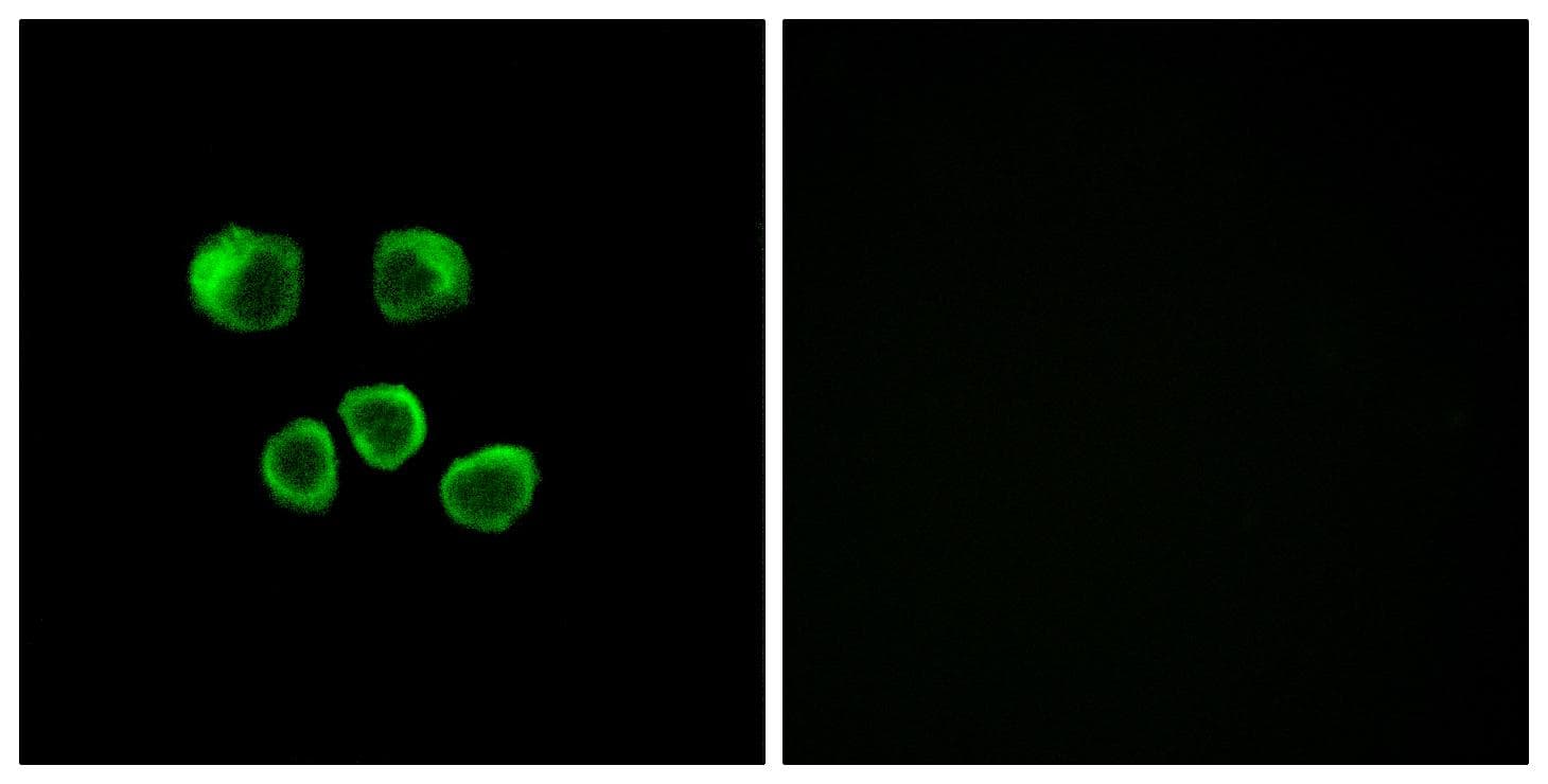 OR8U1 + OR8U8 + OR8U9 Antibody