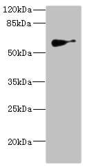 SLC22A8 / OAT3 Antibody