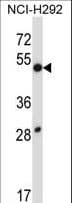 Polyclonal Rabbit anti-Human DUSP9 Antibody (aa300-329, IHC, WB)