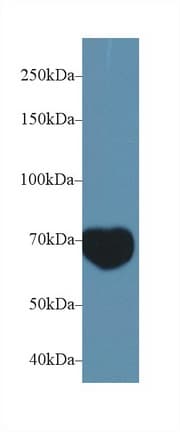MIB2 Antibody (aa546-784)
