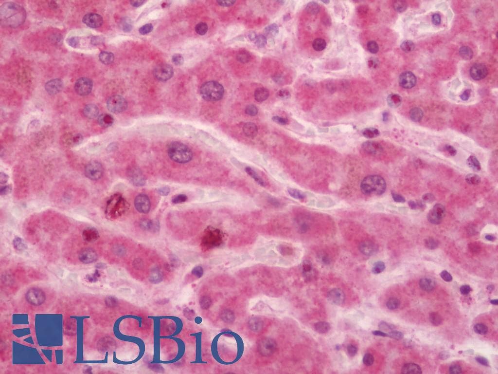IHC-plus™ ADGRB1 / BAI1 Antibody (aa683-732)