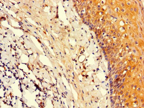 Polyclonal Rabbit anti-Human POU2F2 / OCT2 Antibody (IHC, IF, WB)