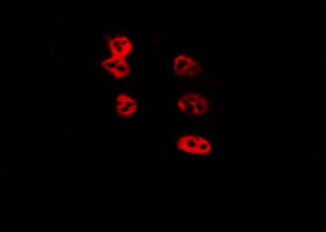 H2AFZ / H2A.z Antibody