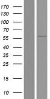 SOX30 Protein (Over-Expression Lysate Myc-DDK (Flag))