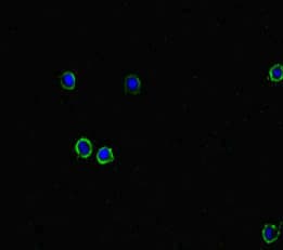 DPH7 / WDR85 Antibody