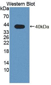 PLSCR4 Antibody (PE)