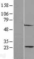 PSMA2 Protein (Over-Expression Lysate Myc-DDK (Flag))