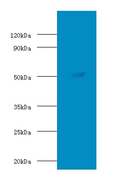 SUOX / Sulfite Oxidase Antibody (Biotin)