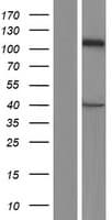 CASK Protein (Over-Expression Lysate Myc-DDK (Flag))