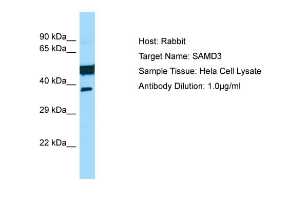 SAMD3 Antibody (C-Terminus)