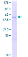 Human PRSS45 Protein (Recombinant GST)