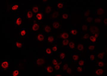 c-Maf Antibody