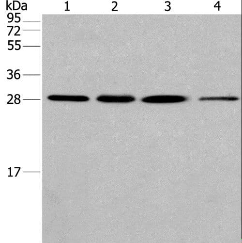 ERP29 Antibody