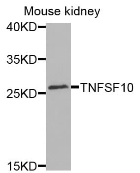 TNFSF10 / TRAIL Antibody