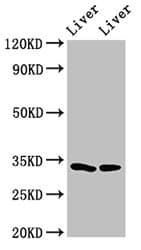Polyclonal Rabbit anti-Human RGN / Regucalcin Antibody (IHC, IF, WB)