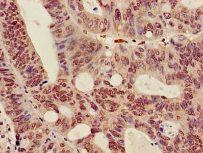 HIST1H3A Antibody