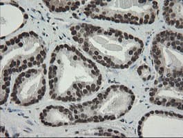 TLE1 / TLE 1 Antibody (aa180-460, clone OTI1H2, Carrier-free)