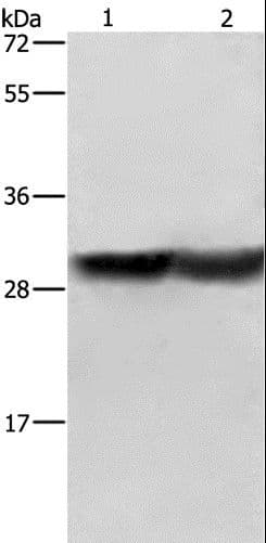 CALB1 / Calbindin Antibody