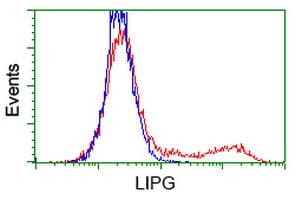 LIPG / Endothelial Lipase Antibody (clone OTI2E7)