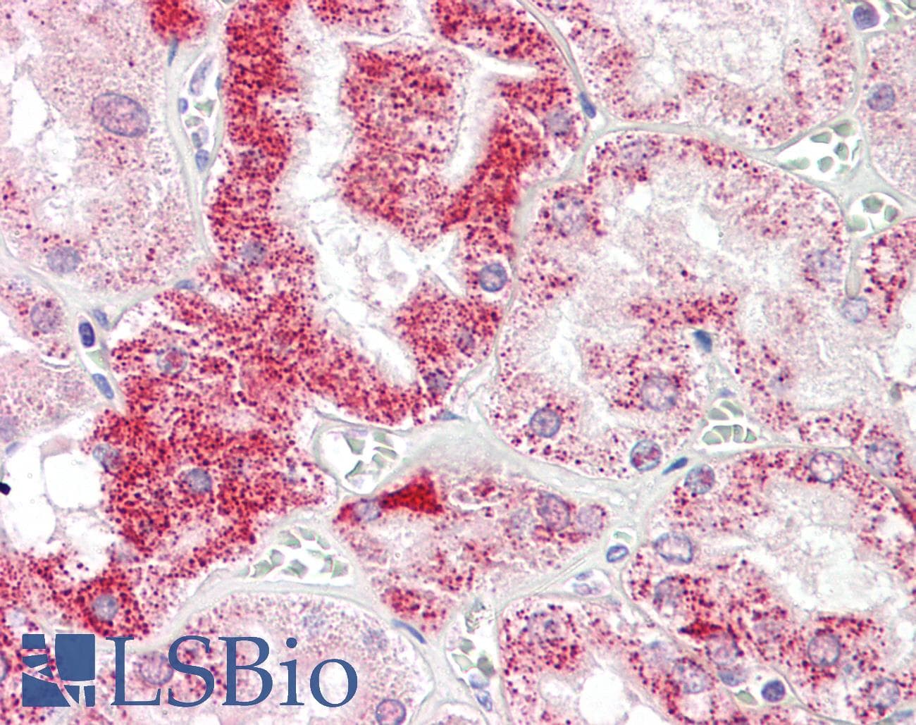 IHC-plus™ SIGLEC15 Antibody