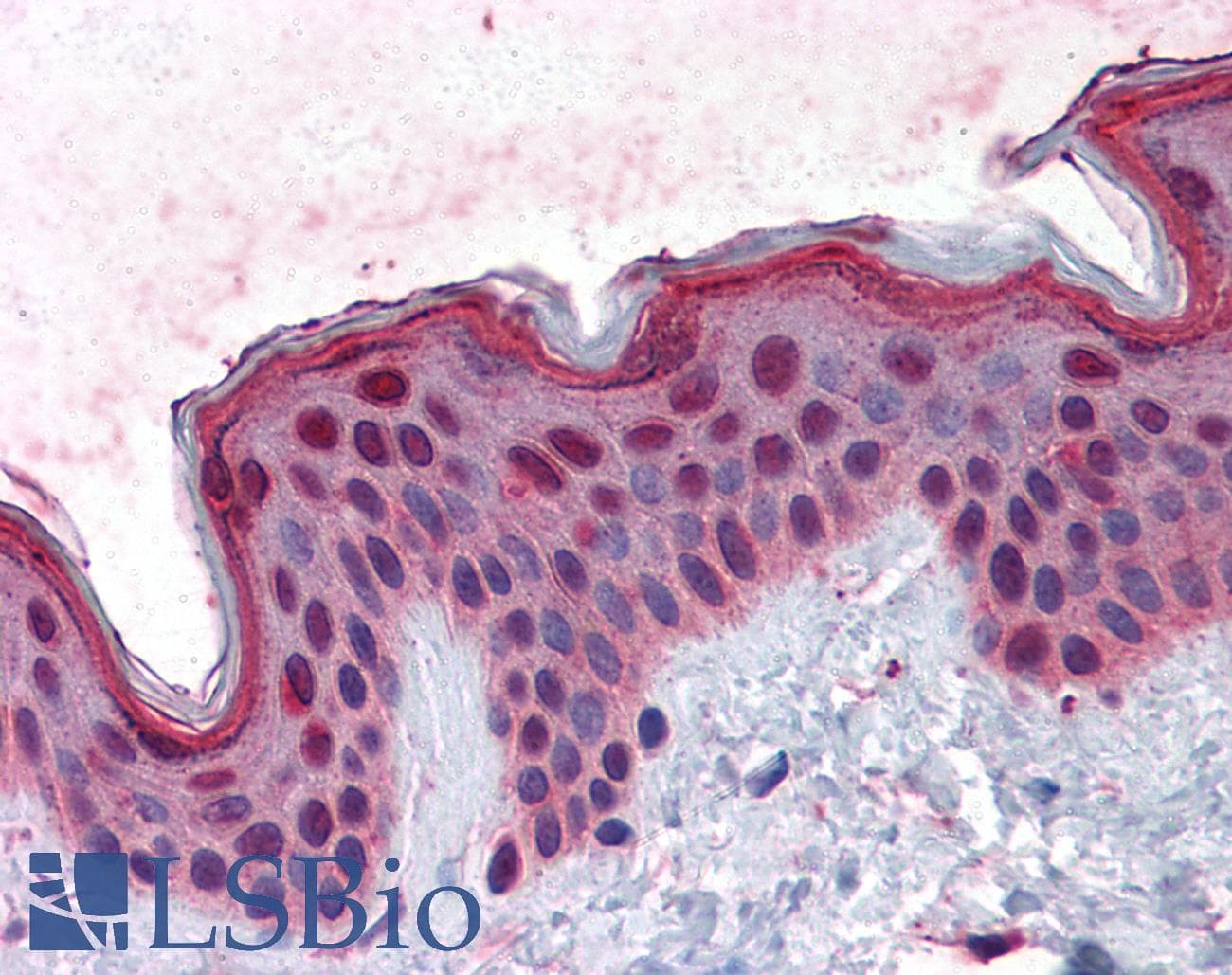 IHC-plus™ FAM50A Antibody (clone 5F10)