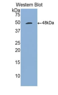 CD27L / CD70 Antibody (aa47-191, PE)