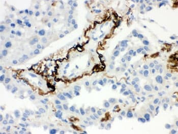 VTN / Vitronectin Antibody