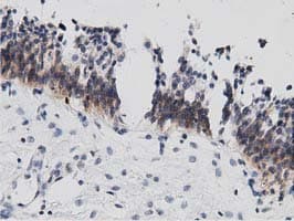DNAJA2 Antibody (clone OTI3A10)