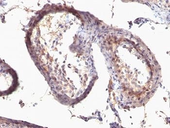Monoclonal Mouse anti-Human TGFA / TGF Alpha Antibody (clone SPM542, Azide-free,BSA-free, aa34-43, IHC, IF)