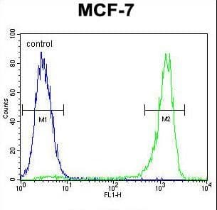 VEGFC Antibody (aa20-49)