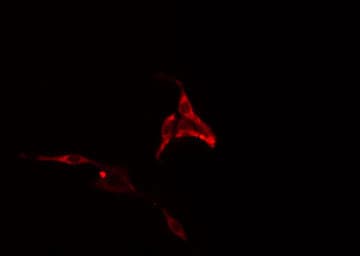 PHLDA1 Antibody