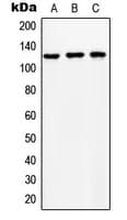 SLC24A1 / NCKX Antibody (Internal)